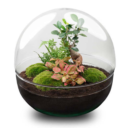 Dome Xl Bonsai - Two-Part Round Glass Terrarium - Bottle Garden Diy Kit - Ø 28 Cm ↑ 28 Cm