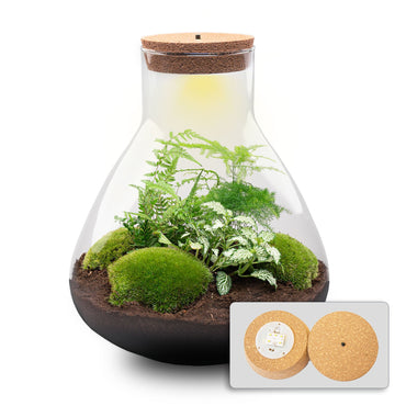 DIY Bottle Garden Kit Sam XL 35 cm Glass Terrarium with Plants - Afanaya