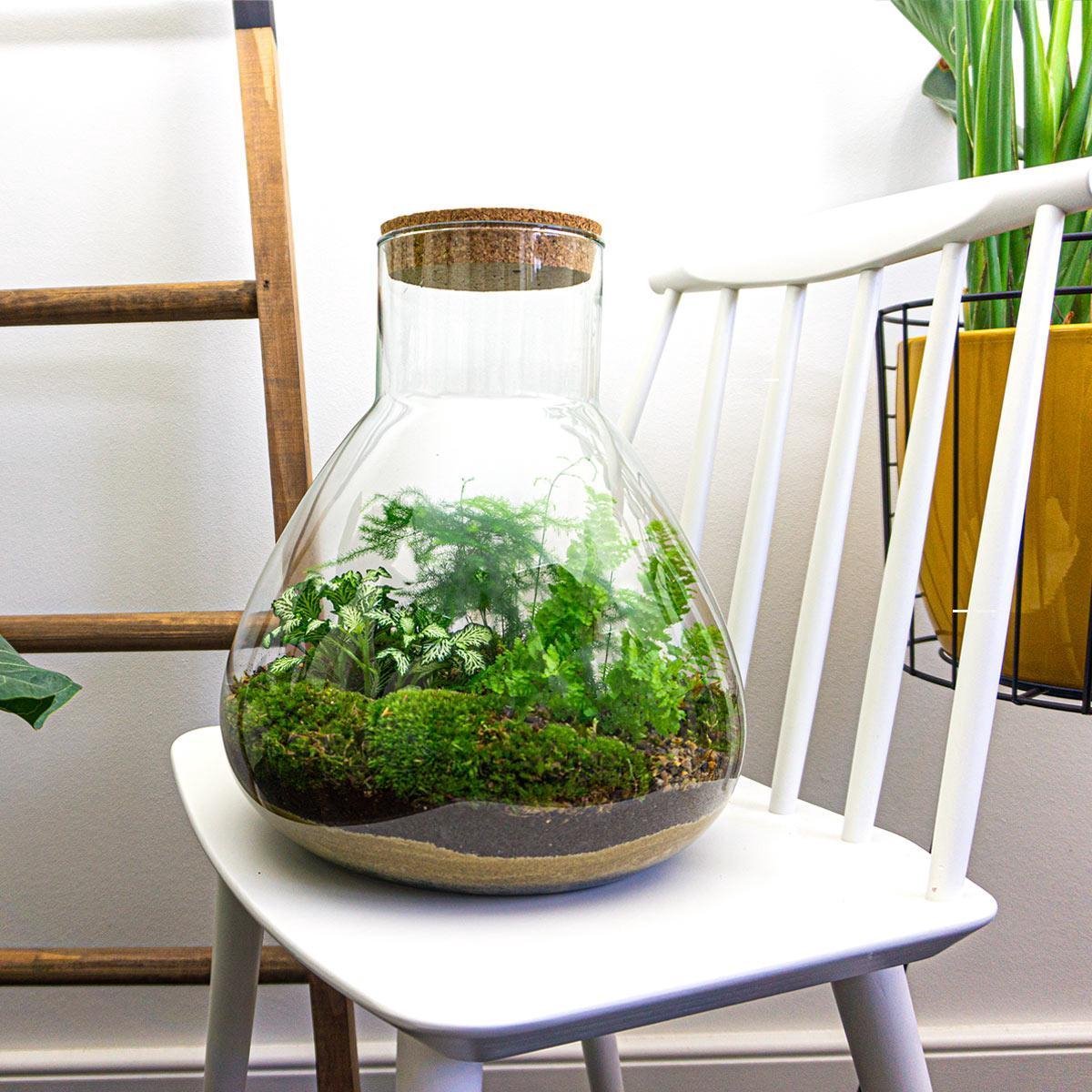 DIY Bottle Garden Kit Sam XL 35 cm Glass Terrarium with Plants - Afanaya