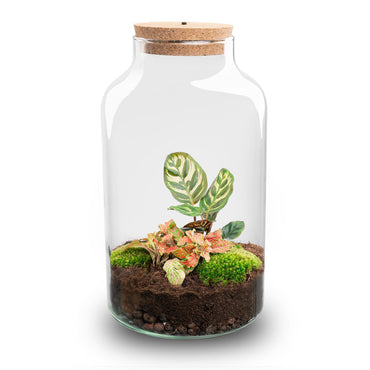 DIY Terrarium Kit Milky with Light 31 cm Glass Bottle Garden with Calathea - Afanaya