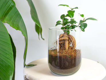 DIY Vase Kit Martin 17 cm Glass Arrangement Set - Afanaya