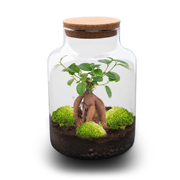 Milky Bonsai - Terrarium - Bottle Garden Diy Kit - Ø 21 Cm ↑ 30 Cm - Afanaya