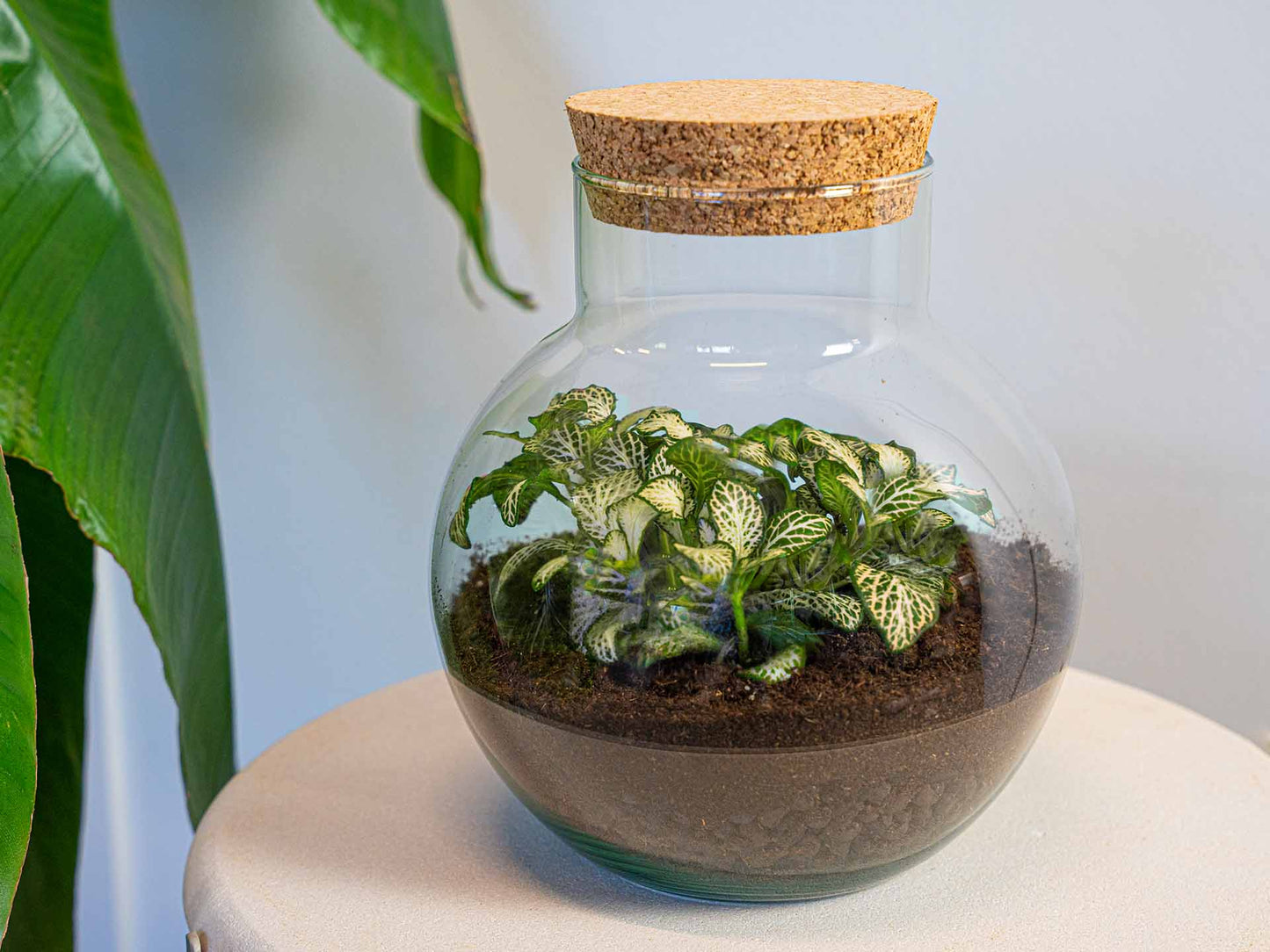 Noah Terrarium DIY Kit – 20 cm Glass Jar with Plants & Accessories - Afanaya