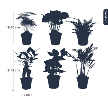 Plant Set of 6 – Baby & Terrarium Green Plants - Afanaya