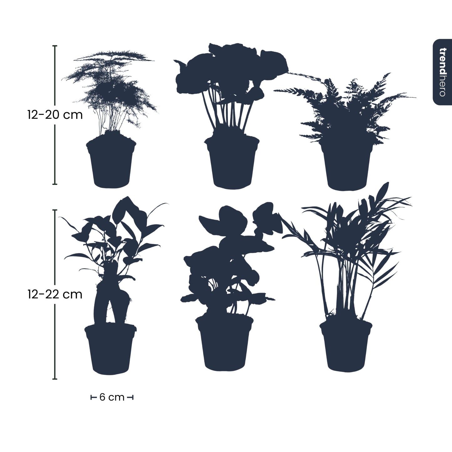 Plant Set of 6 – Baby & Terrarium Green Plants - Afanaya