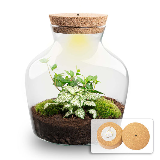 Terrarium Diy Kit Little Joe with LED 21.5 cm Glass Bottle Garden with Hedera & White Fittonia - Afanaya