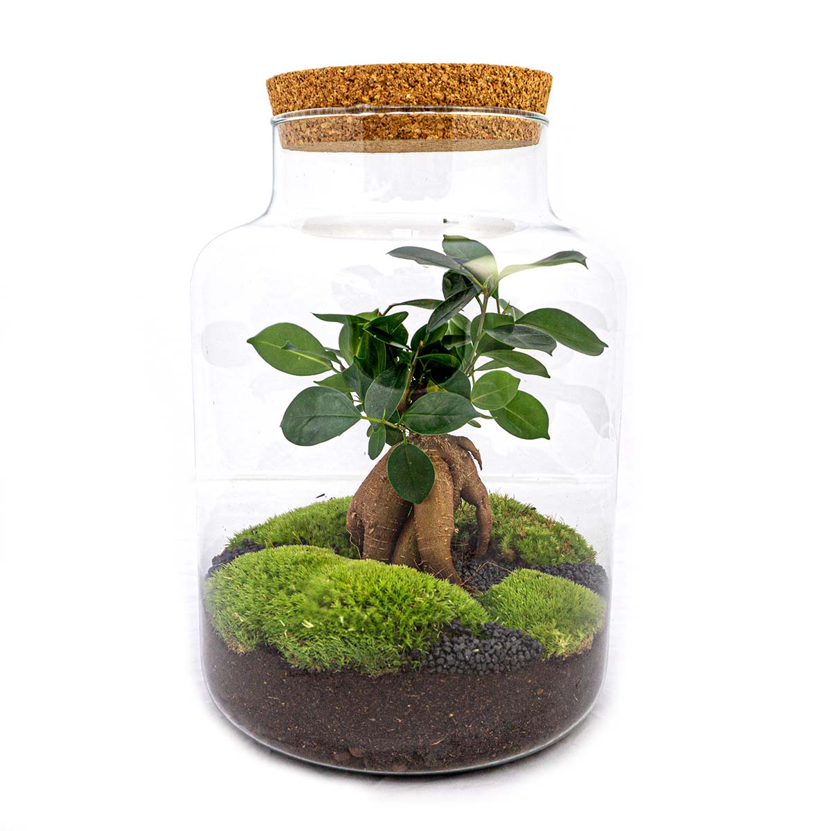 Terrarium DIY Kit Milky 30 cm Glass Bottle Garden with Bonsai - Afanaya