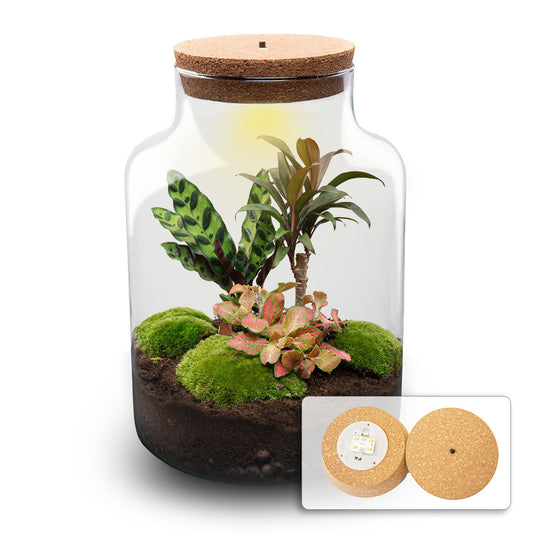 Terrarium DIY Kit Milky Palm Bottle Garden 30cm Tall Complete Indoor Plant Set - Afanaya