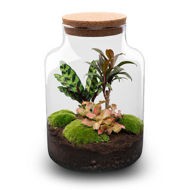 Terrarium DIY Kit Milky Palm Bottle Garden 30cm Tall Complete Indoor Plant Set - Afanaya