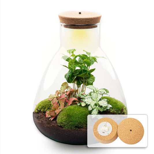 Terrarium DIY Kit Sam with Light 30 cm Glass Bottle Garden with Coffea Plant - Afanaya