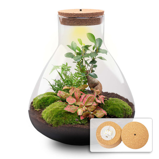 Terrarium DIY Kit – Sam XL Bottle Garden with Bonsai, Fittonia & Fern – 35 cm - Afanaya