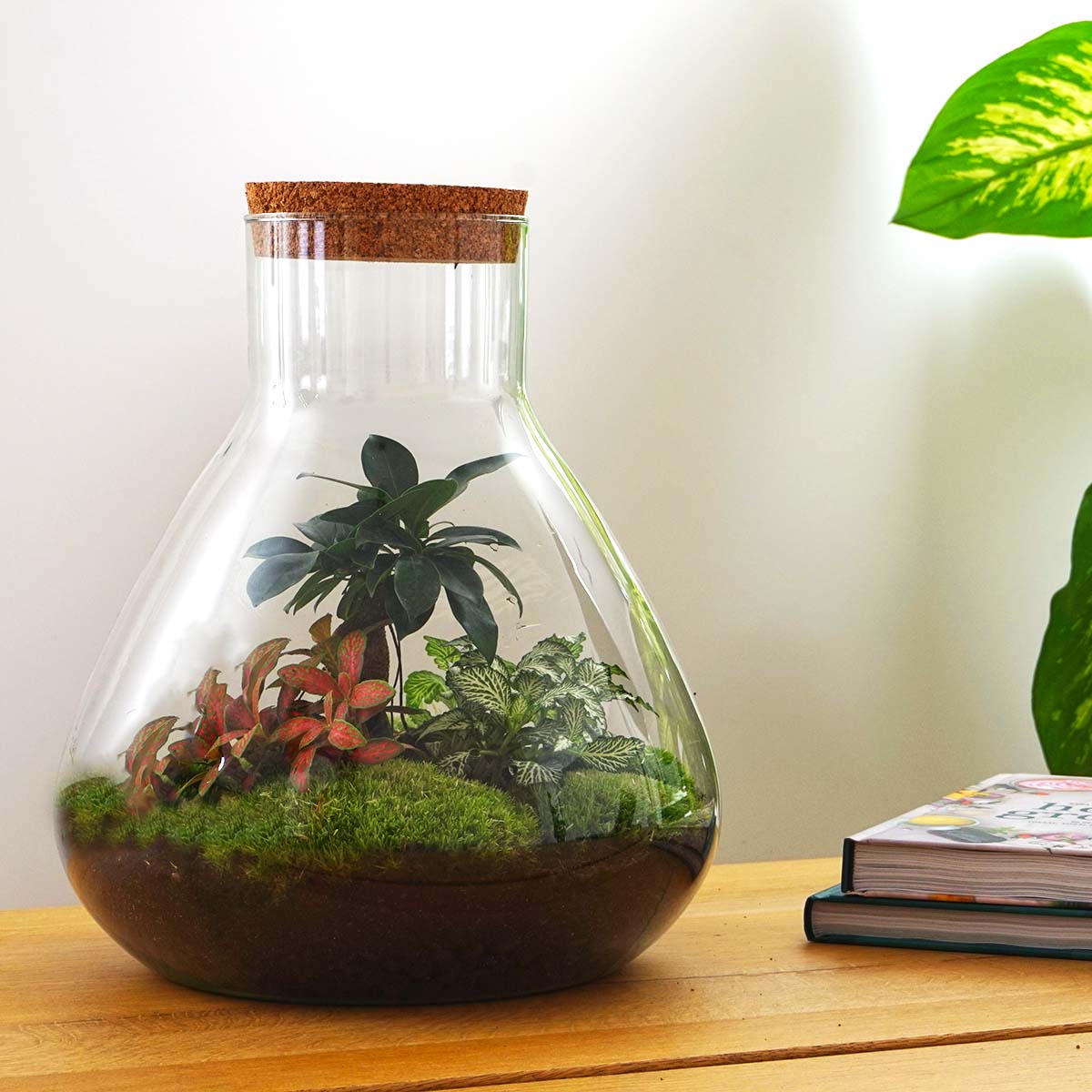 Terrarium DIY Kit – Sam XL Bottle Garden with Bonsai, Fittonia & Fern – 35 cm - Afanaya