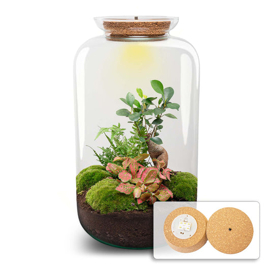 Terrarium DIY Kit Sven Ginseng Bonsai XL Bottle Garden with Light 43cm Tall - Afanaya