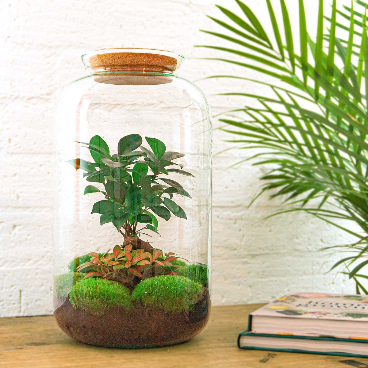 Terrarium DIY Kit Sven Ginseng Bonsai XL Bottle Garden with Light 43cm Tall - Afanaya