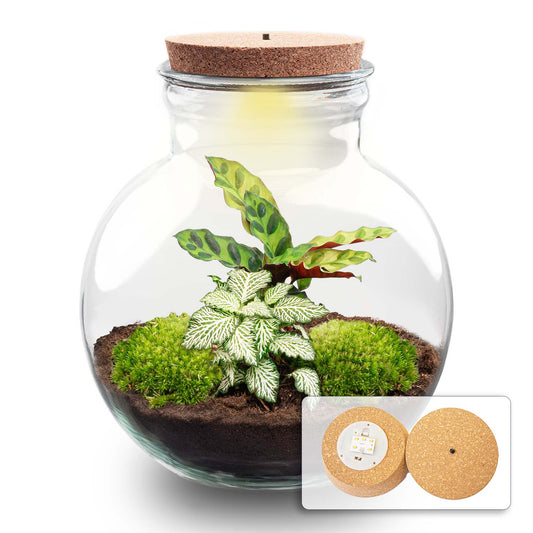Terrarium DIY Kit Teddy Bottle Garden with Plants Elegant Indoor Green Décor Height 26.5 cm - Afanaya