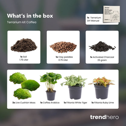 Coffea Arabica - Plant Terrarium Refill & Starter Kit - 3 Terrarium Plants - Diy