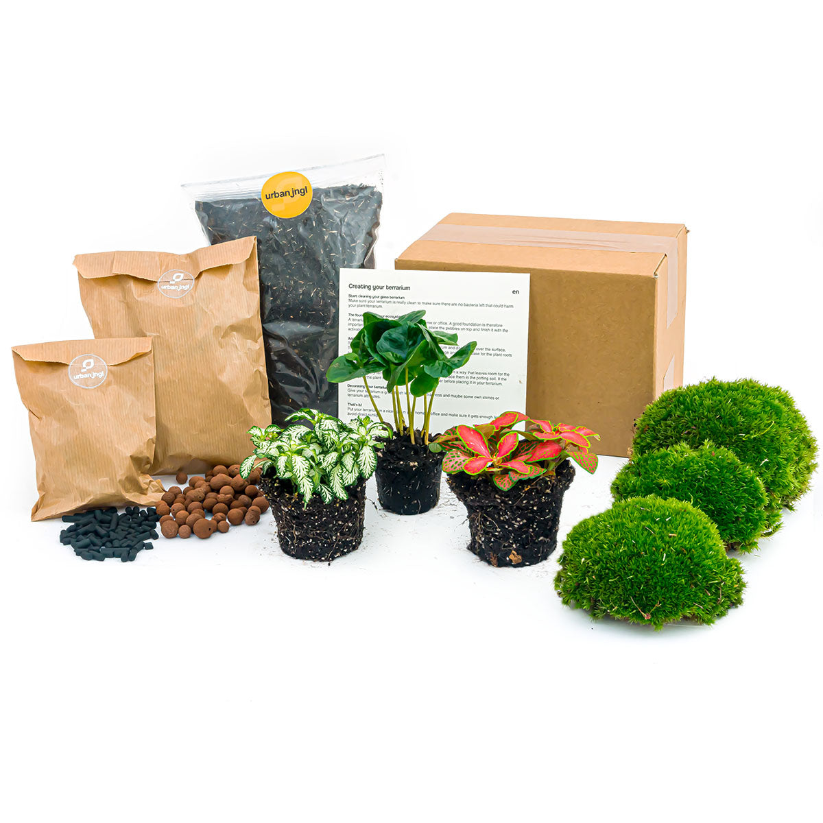 Coffea Arabica - Plant Terrarium Refill & Starter Kit - 3 Terrarium Plants - Diy