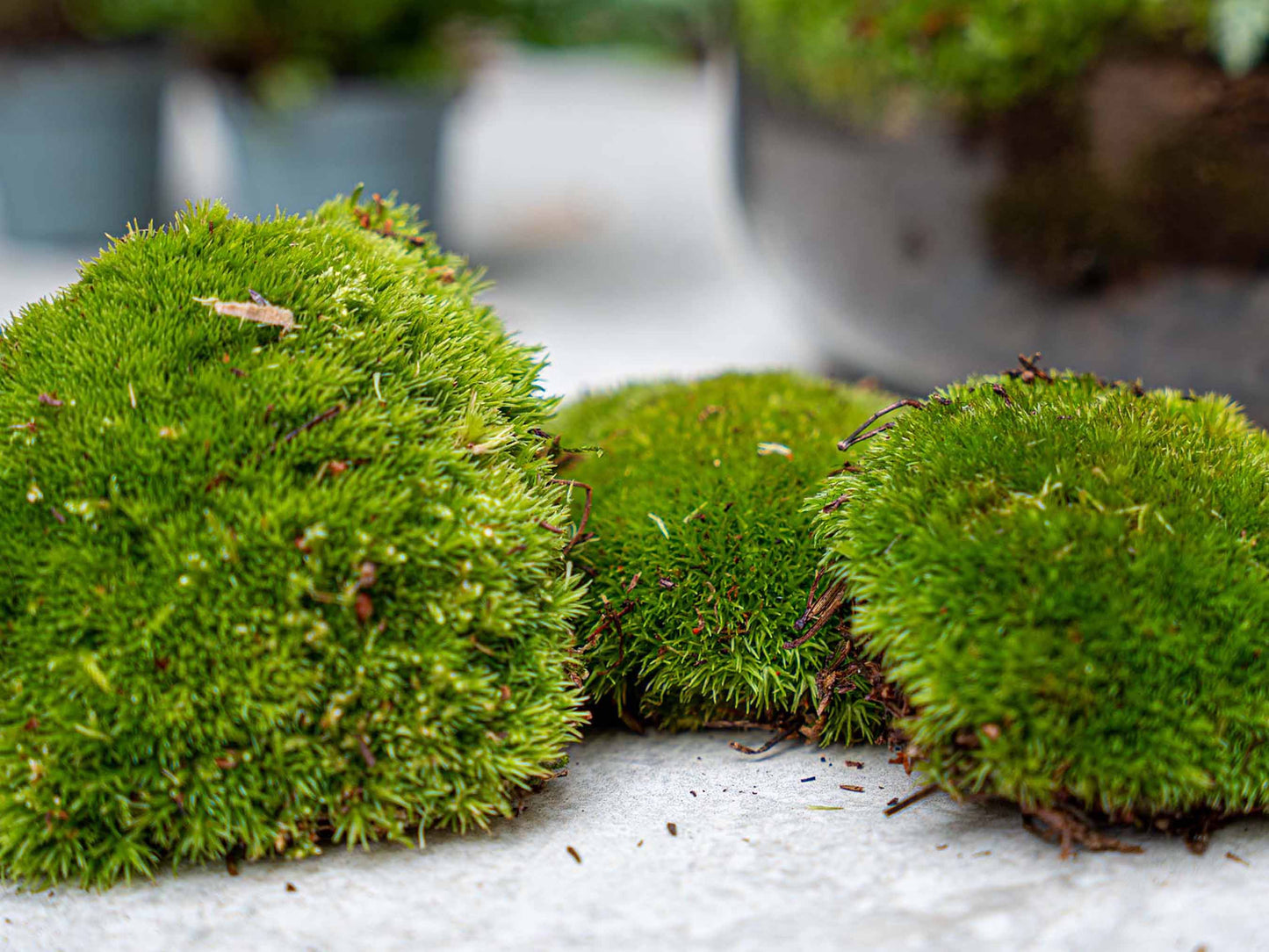 Coffea Arabica - Plant Terrarium Refill & Starter Kit - 3 Terrarium Plants - Diy