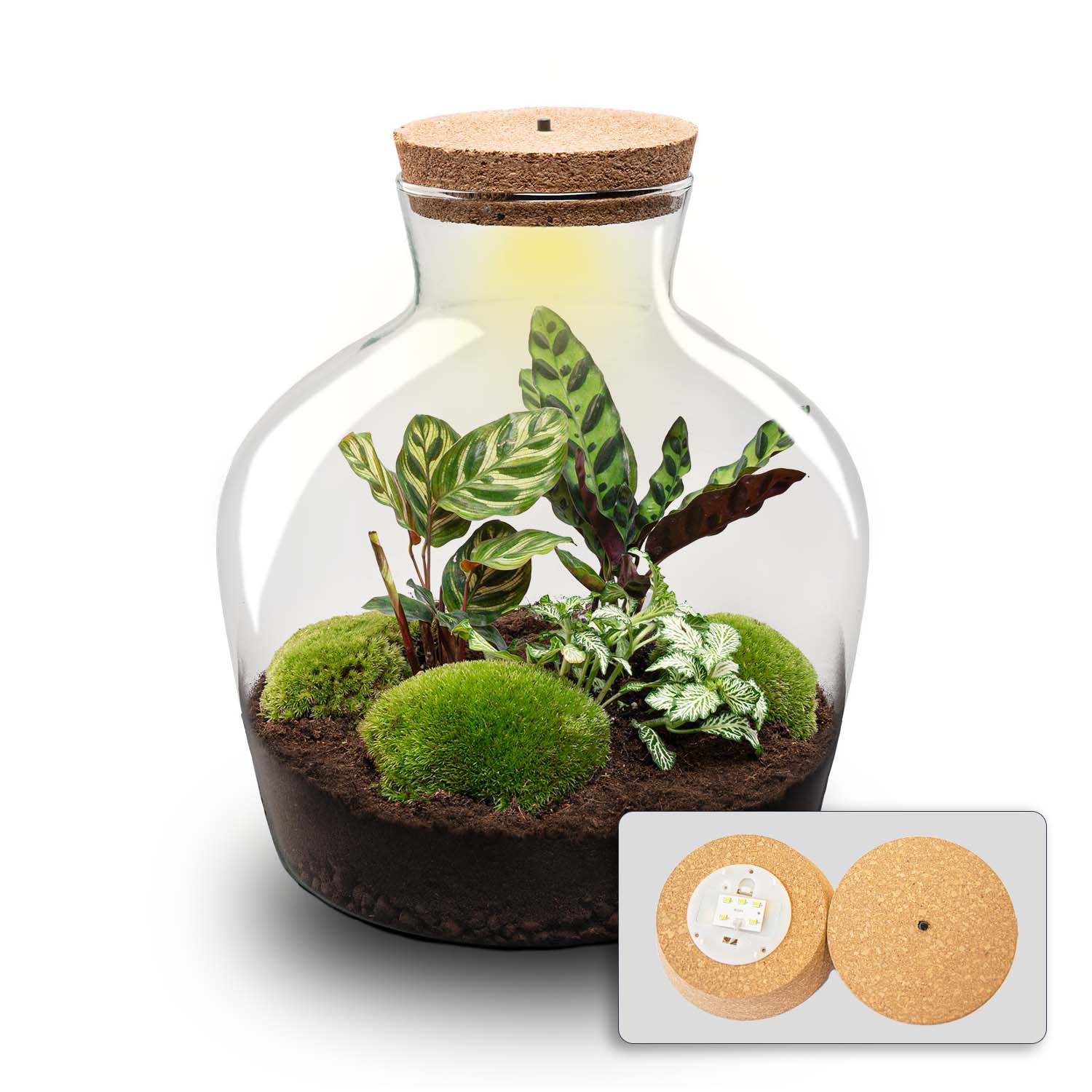 Terrarium Fat Joe - Ø 29 Cm ↑ 30 Cm - Relatiegeschenk