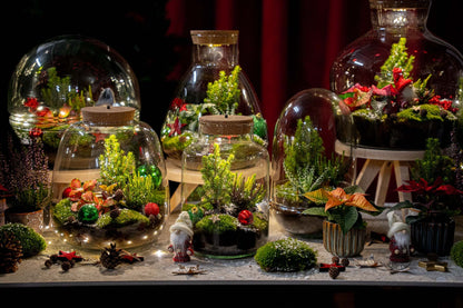 Mistle Winter & Christmas Terrarium - Bottle Garden Diy Kit - Ø 29 Cm ↑ 30