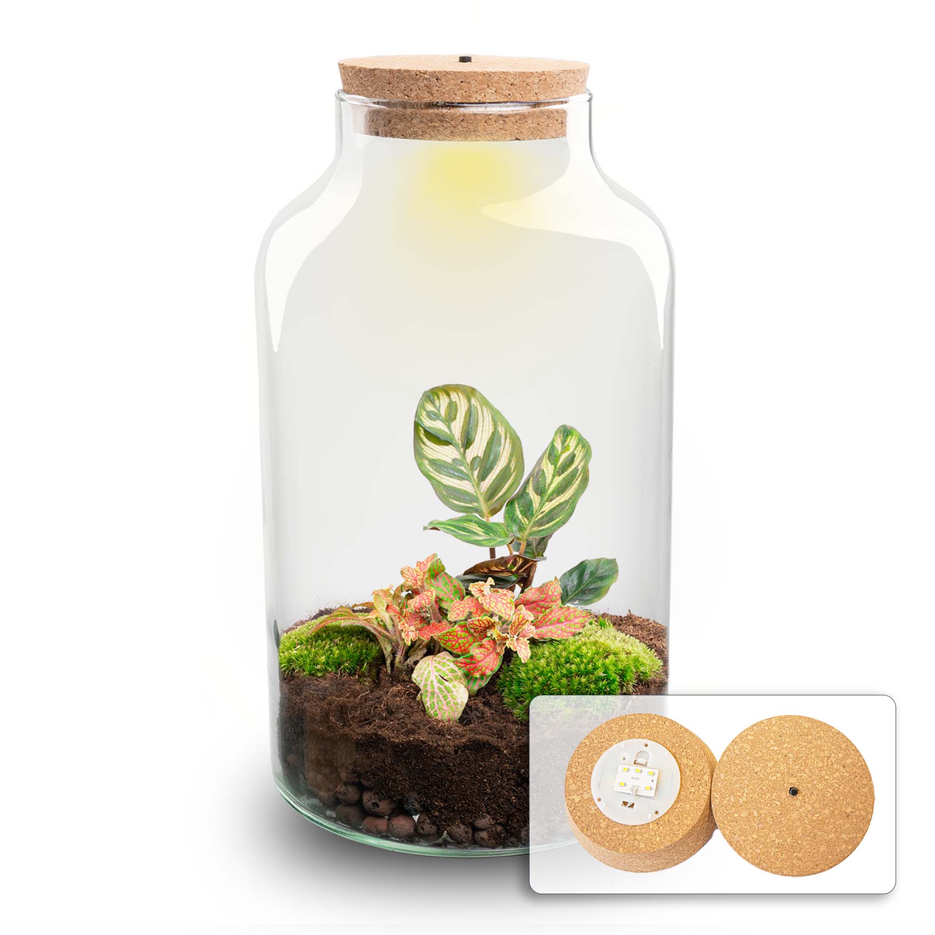 DIY Terrarium Kit Milky with Light 31 cm Glass Bottle Garden with Calathea - Afanaya