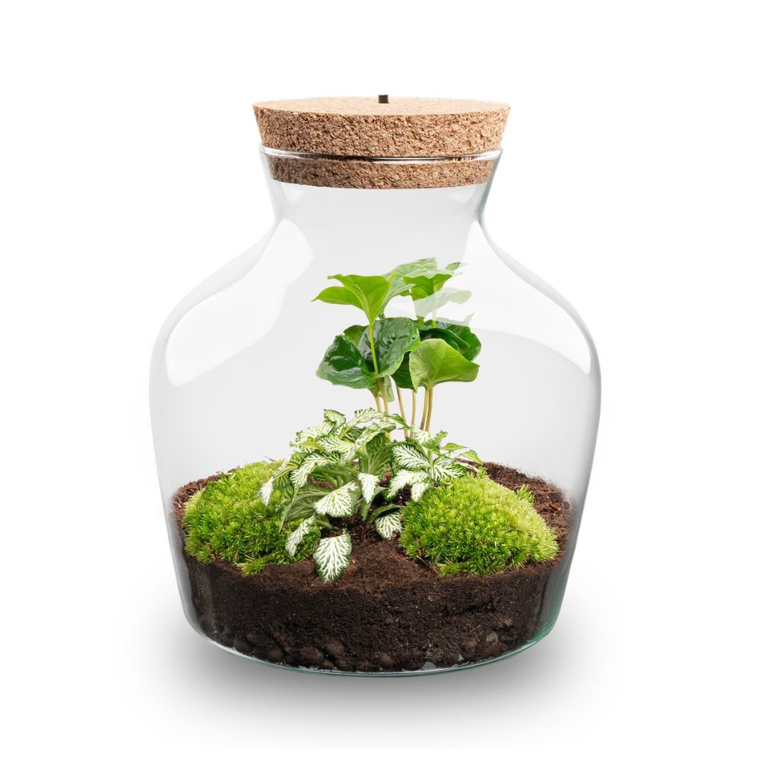 Little Joe - Terrarium With Light - Bottle Garden Diy Kit - Ø 20 Cm ↑ 22 Cm - Afanaya