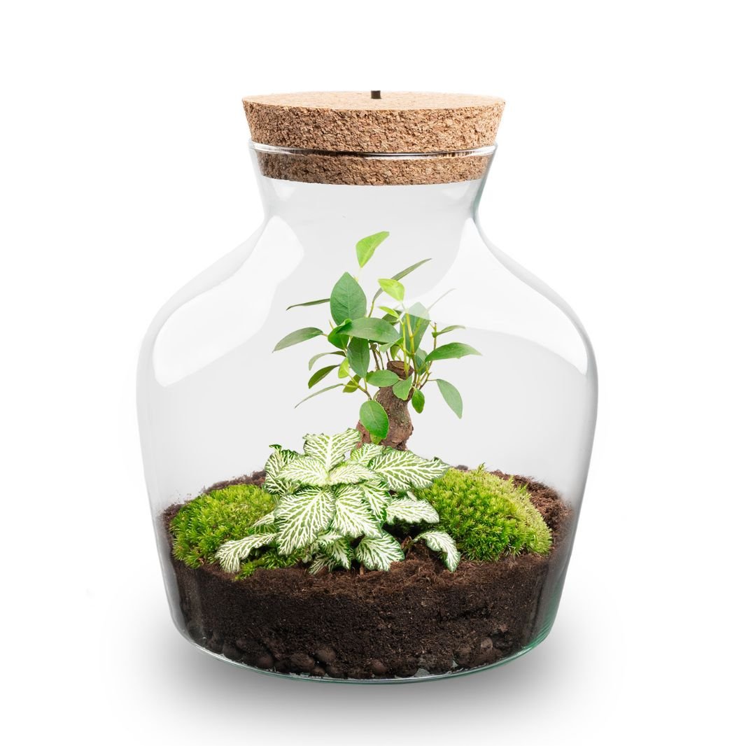 Little Joe - Terrarium With Light - Bottle Garden Diy Kit - Ø 20 Cm ↑ 22 Cm - Afanaya