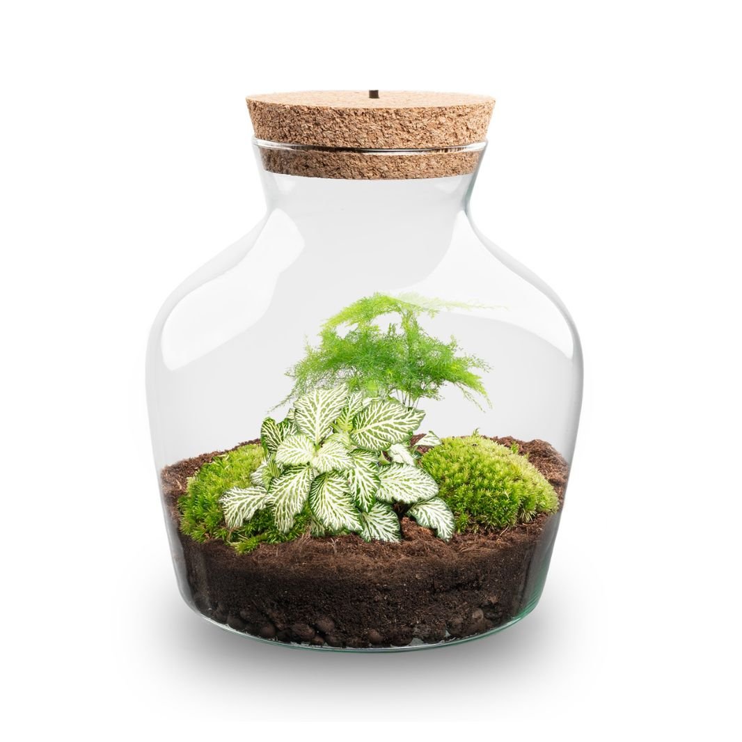 Little Joe - Terrarium With Light - Bottle Garden Diy Kit - Ø 20 Cm ↑ 22 Cm - Afanaya