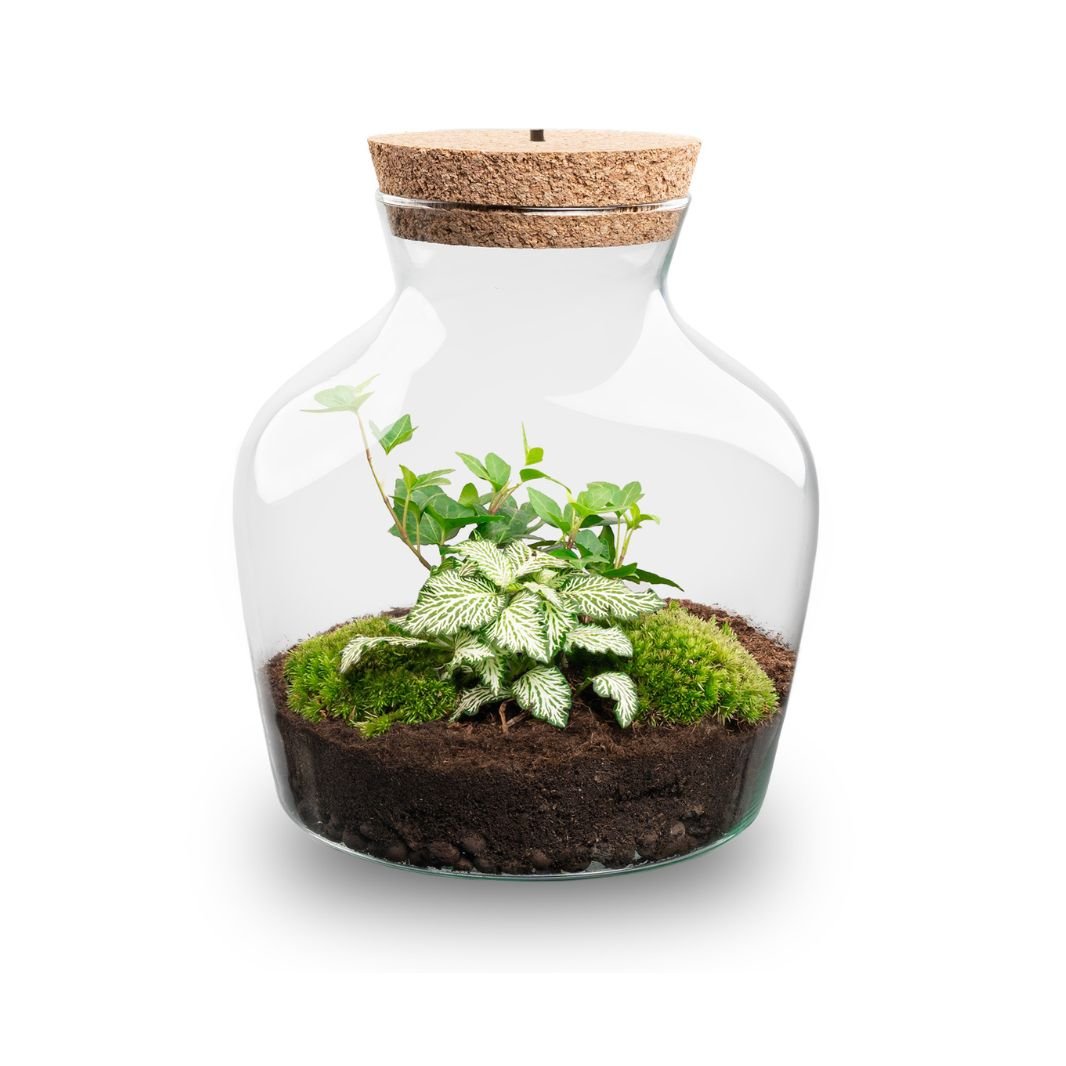 Little Joe - Terrarium With Light - Bottle Garden Diy Kit - Ø 20 Cm ↑ 22 Cm - Afanaya