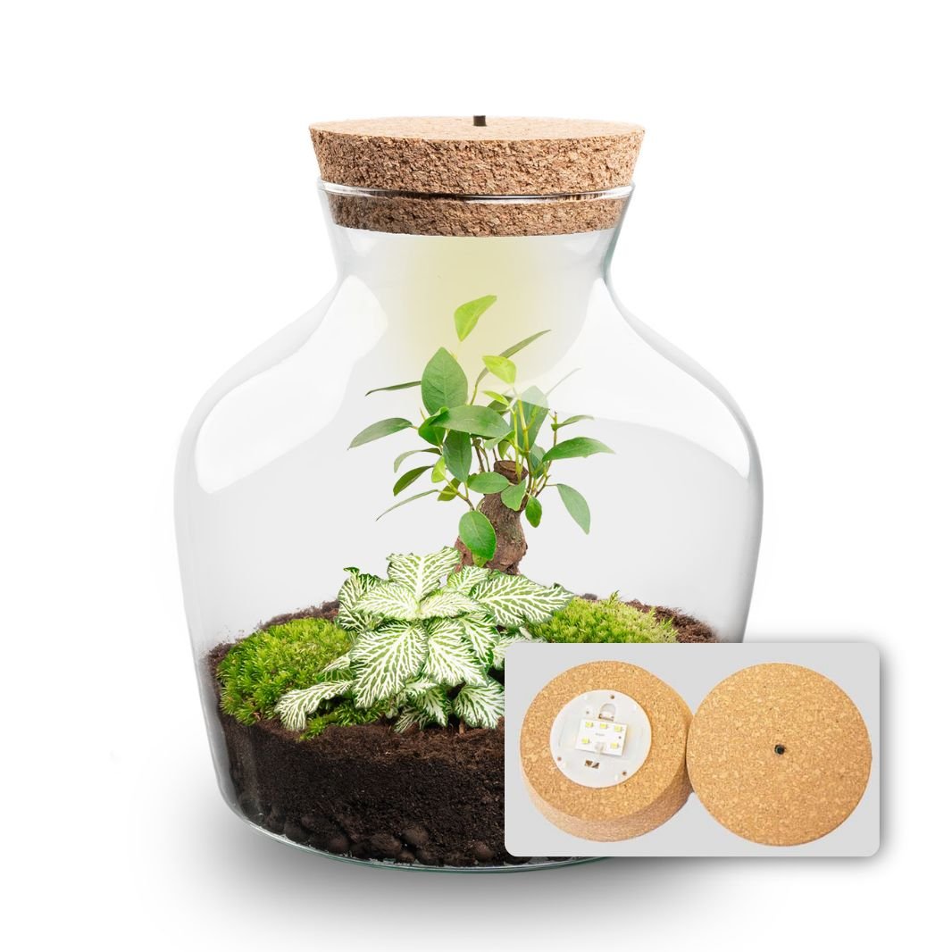 Little Joe - Terrarium With Light - Bottle Garden Diy Kit - Ø 20 Cm ↑ 22 Cm - Afanaya