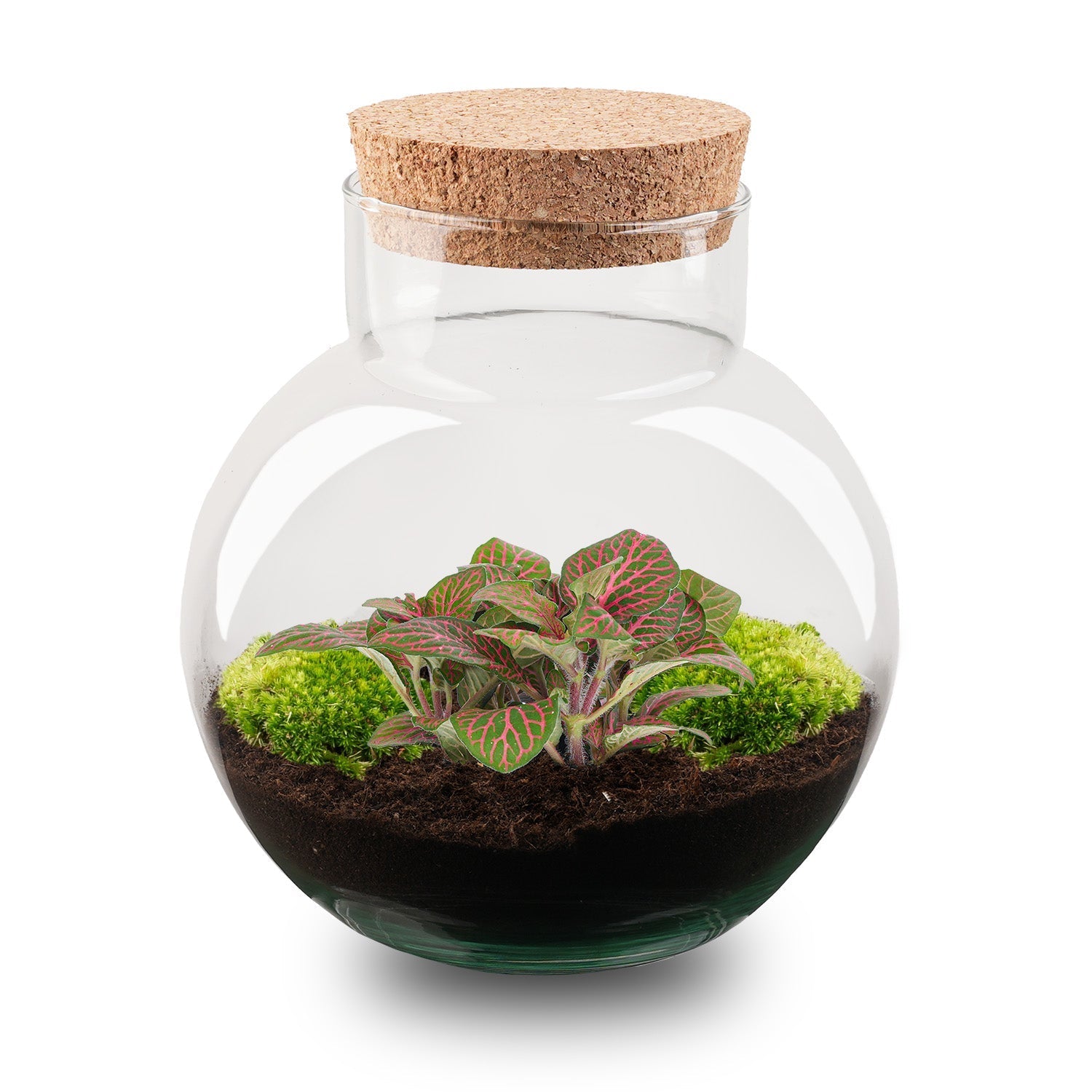 Noah Terrarium DIY Kit – 20 cm Glass Jar with Plants & Accessories - Afanaya