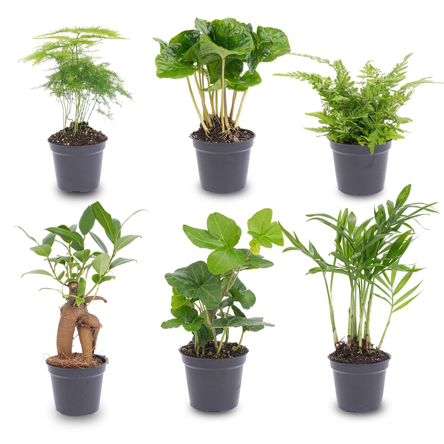 Plant Set of 6 – Baby & Terrarium Green Plants - Afanaya