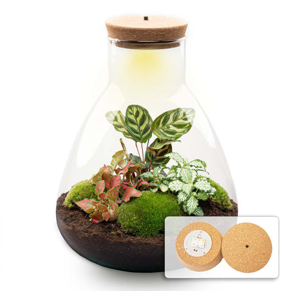 Terrarium DIY Kit Sam with Light 30 cm Glass Bottle Garden with Calathea - Afanaya