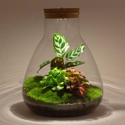 Terrarium DIY Kit Sam with Light 30 cm Glass Bottle Garden with Calathea - Afanaya