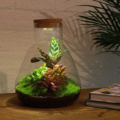 Terrarium DIY Kit Sam with Light 30 cm Glass Bottle Garden with Calathea - Afanaya