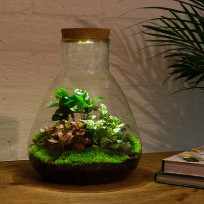 Terrarium DIY Kit Sam with Light 30 cm Glass Bottle Garden with Coffea Plant - Afanaya