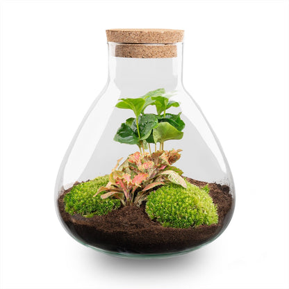 Terrarium DIY Kit Sammie Bottle Garden with Coffea Plant Indoor Green Décor Height 27 cm - Afanaya