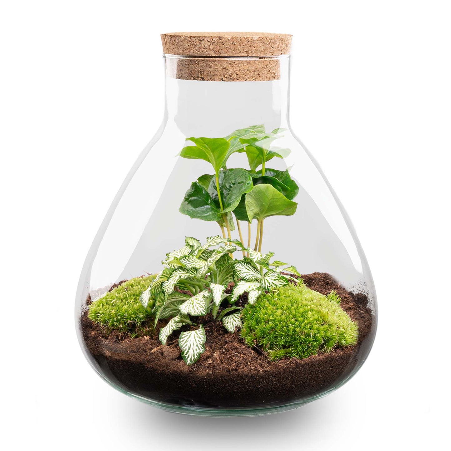 Terrarium DIY Kit Sammie Bottle Garden with Coffea Plant Indoor Green Décor Height 27 cm - Afanaya
