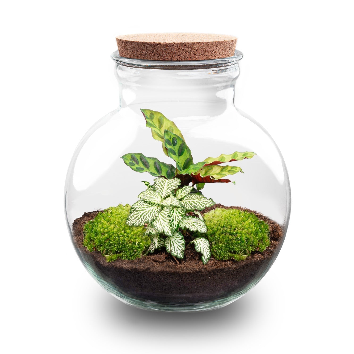 Terrarium DIY Kit Teddy Bottle Garden with Plants Elegant Indoor Green Décor Height 26.5 cm - Afanaya