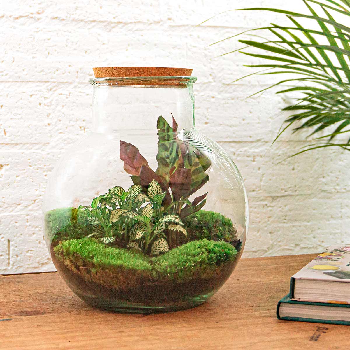 Terrarium DIY Kit Teddy Bottle Garden with Plants Elegant Indoor Green Décor Height 26.5 cm - Afanaya